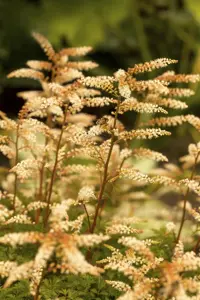 Aruncus aethusifolius - P11