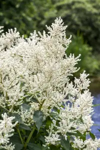 Aruncus dioicus