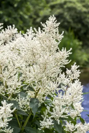 Aruncus dioicus - P11 - image 1