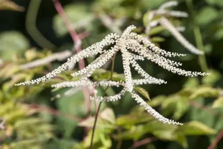 Aruncus dioicus - P11 - image 2