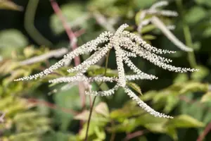 Aruncus dioicus 'Kneiffii'