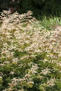 Aruncus 'Horatio' 