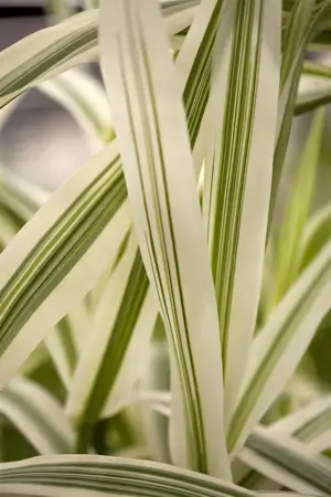 Arundo donax 'Versicolor' - 20 Ltr pot - image 3