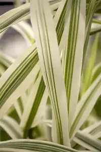 Arundo donax 'Versicolor' - 20 Ltr pot - image 3