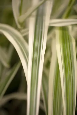 Arundo donax 'Versicolor' - 5 Ltr pot - image 1