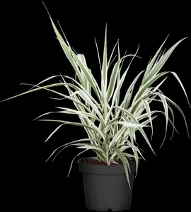 Arundo donax 'Versicolor' - 20 Ltr pot - image 2