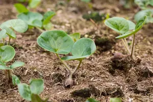 Asarum europaeum