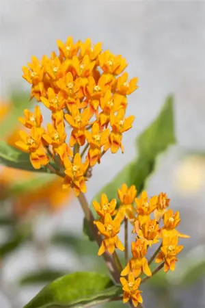 Asclepias tuberosa - P9
