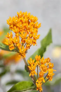 Asclepias tuberosa