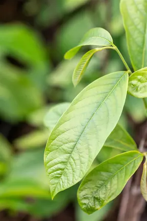 Asimina triloba - 3 Ltr pot - image 2