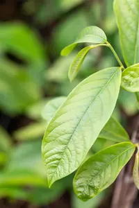 Asimina triloba - 3 Ltr pot - image 2