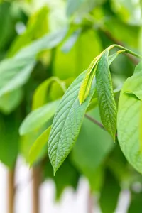 Asimina triloba - STDS 10-12 CM RB - image 5