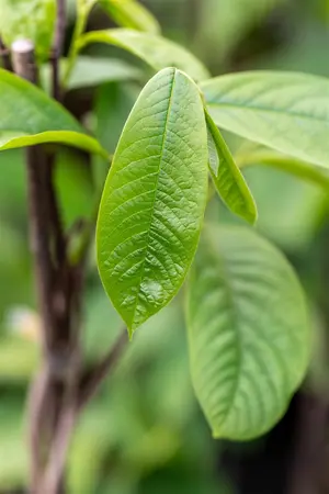 Asimina triloba - 40-60 CM C2 WHIP - image 4