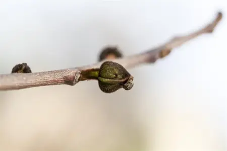 Asimina triloba - Plug/Celgrown - image 2