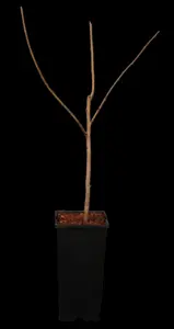 Asimina triloba