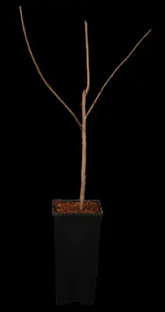 Asimina triloba - MULTISTEM 250-300 CM C285 - image 1