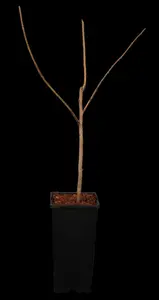 Asimina triloba - 2 Ltr pot - image 5