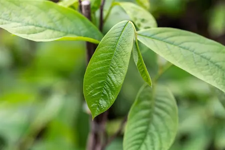 Asimina triloba 'Allegheny' - 50-60 CM C5 - image 3