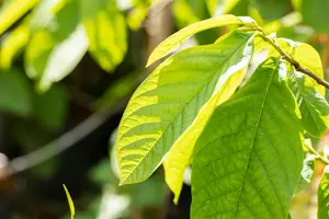 Asimina triloba 'Prima 1216'