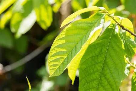 Asimina triloba 'Prima 1216' - 25-30 CM C2