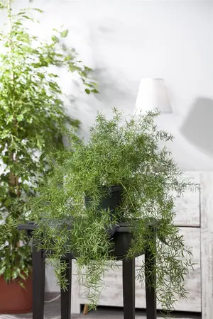 Asparagus dens. 'Sprengeri' - P13 - image 2