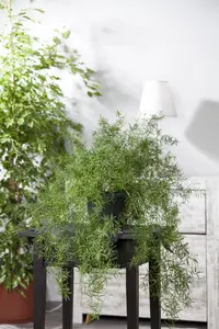 Asparagus dens. 'Sprengeri' - P13 - image 2