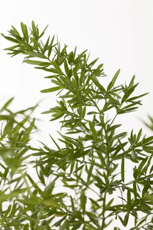 Asparagus dens. 'Sprengeri' - P13 - image 3