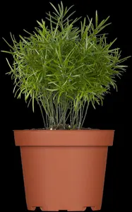 Asparagus dens. 'Sprengeri'