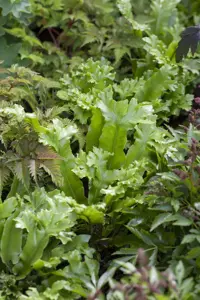 Asplenium scol. 'Cristatum'