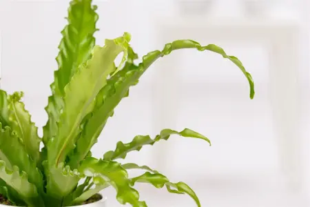 Asplenium scol. 'Cristatum' - 1.5 Ltr pot - image 2