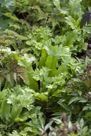 Asplenium scolopendrium - 1.5 Ltr pot - image 1