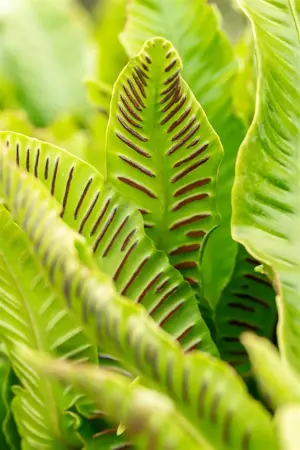 Asplenium scolopendrium - 1.5 Ltr pot - image 2