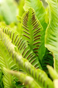 Asplenium scolopendrium - 3 Ltr pot - image 2
