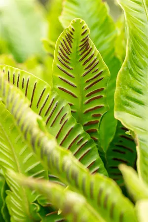 Asplenium scolopendrium - 10 Ltr pot - image 2