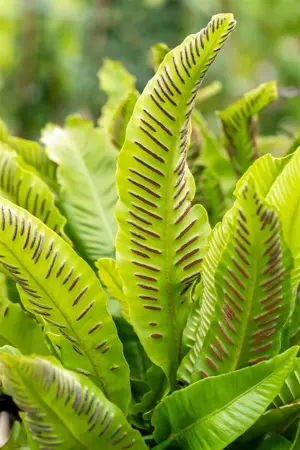 Asplenium scolopendrium - 1.5 Ltr pot - image 4