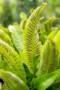 Asplenium scolopendrium - 1.5 Ltr pot - image 4