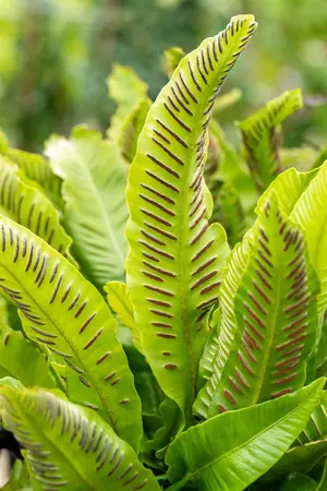 Asplenium scolopendrium - 10 Ltr pot - image 4