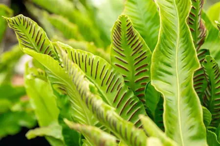 Asplenium scolopendrium - 1.5 Ltr pot - image 3