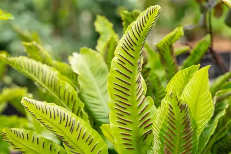 Asplenium scolopendrium - 3 Ltr pot - image 5