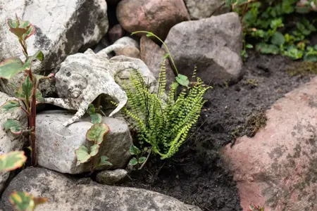 Asplenium trichomanes - P9 - image 3