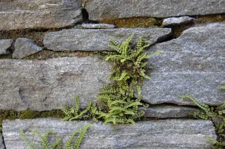 Asplenium trichomanes - P9 - image 1