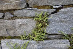Asplenium trichomanes