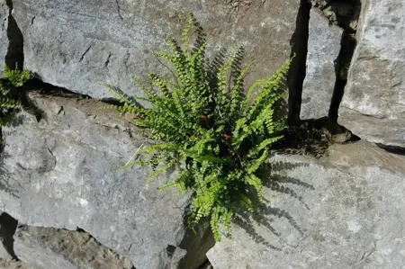 Asplenium trichomanes - P9 - image 2