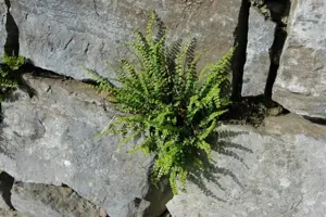 Asplenium trichomanes - P9 - image 2