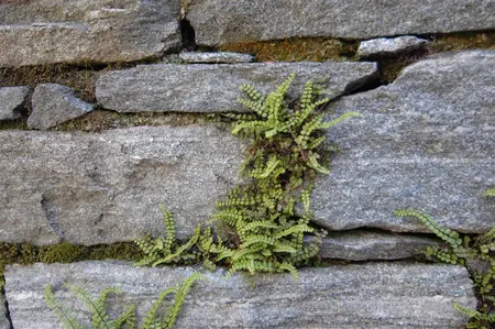 Asplenium trichomanes - 2 Ltr pot - image 1