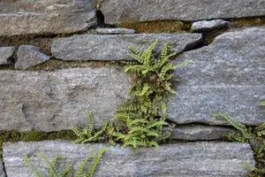 Asplenium trichomanes - 2 Ltr pot - image 1