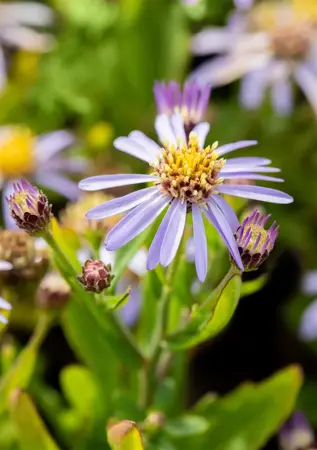 Aster ageratoides 'Adustus Nanus' - P9 - image 2