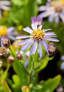 Aster ageratoides 'Adustus Nanus' - P9 - image 2