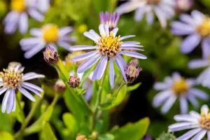 Aster ageratoides 'Adustus Nanus'