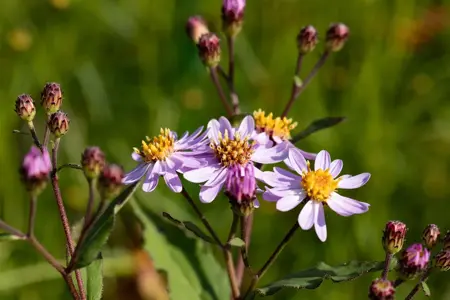 Aster ageratoides 'Harry Schmidt' - P9 - image 1